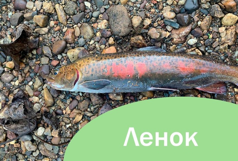 Ленок