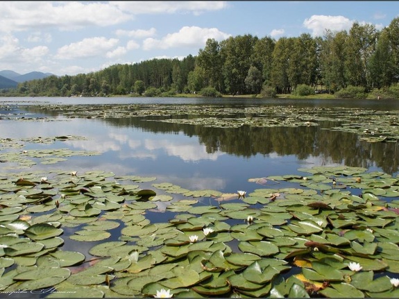 Лилии Манжерокского озера