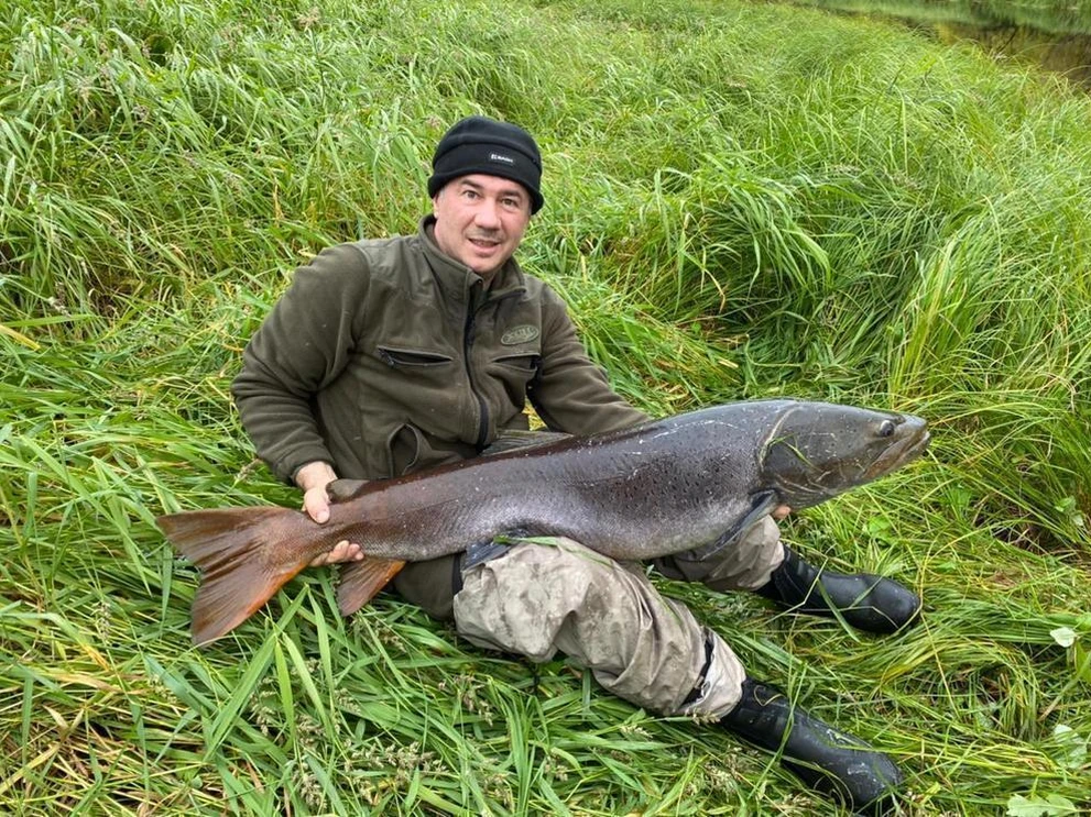 Таймень - трофейный