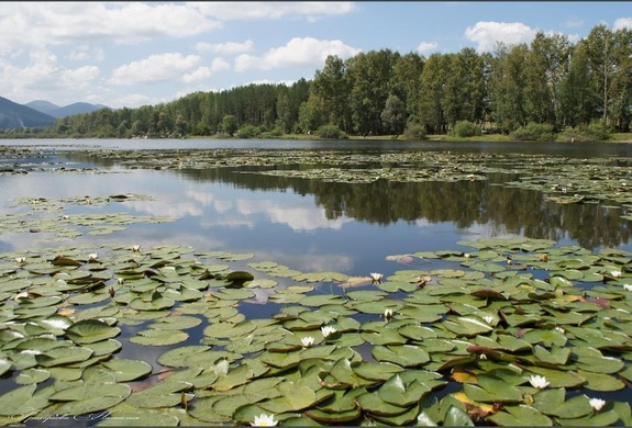Лилии Манжерокского озера