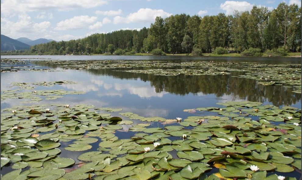 Лилии Манжерокского озера