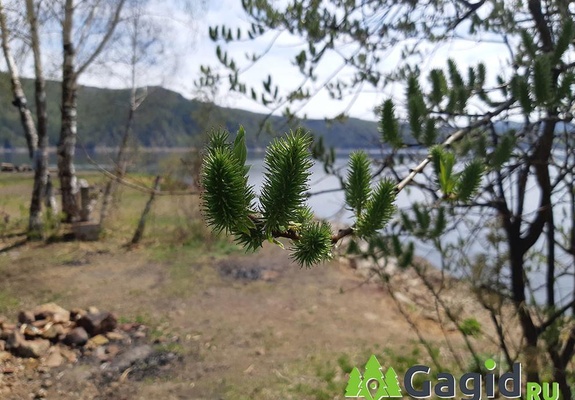 Весна на Красноярском море